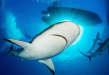 New Walking Shark Species Discovered in Papua New Guinea Waters Amazes Scientists